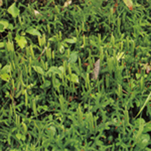 Lycopodium／ライコポディウム